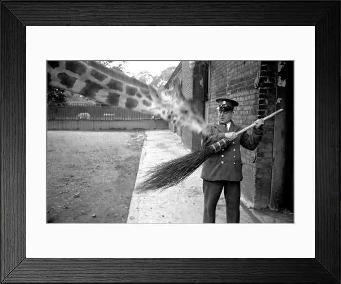 Framed Print : Zoo Animals. Giraffe and Keeper at London Zoo Circa. January 1938 OL301-009 Framed Print : Zoo Animals. Giraffe and Keeper at London Zoo Circa. January 1938 OL301-009