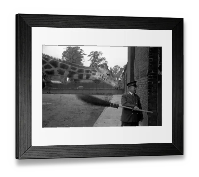 Framed Print : Zoo Animals. Giraffe and Keeper at London Zoo Circa. January 1938 OL301-005