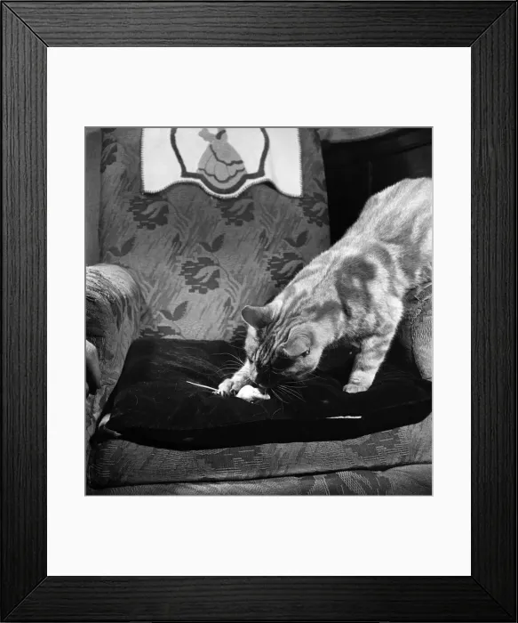 Framed Print : Ginger The cat with mouse Snow-white playing at their home