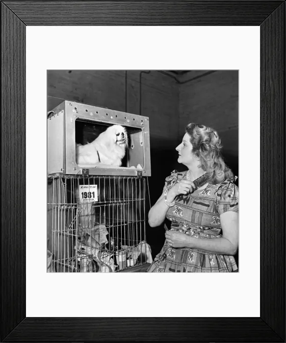 Framed Print : Croydon Dog show at Olympia. Miss Chaster Roberts, grooming Susan Harlinghton Framed Print : Croydon Dog show at Olympia. Miss Chaster Roberts, grooming Susan Harlinghton