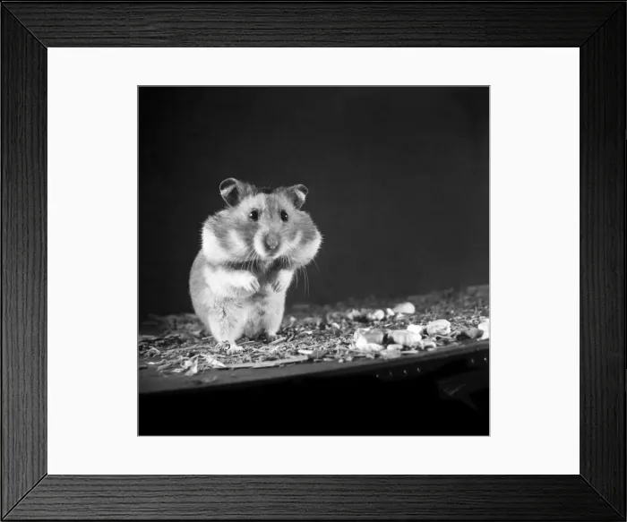 Framed Print : The Golden Hamster. March 1950 O22940