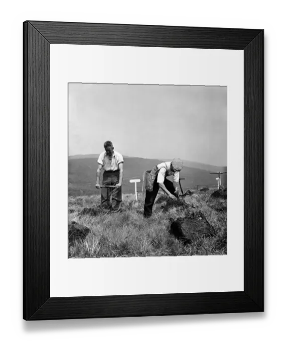 Framed Print : Lord Badner (Chairman of National Forest Committee) trying his hand at planting trees by Framed Print : Lord Badner (Chairman of National Forest Committee) trying his hand at planting trees by