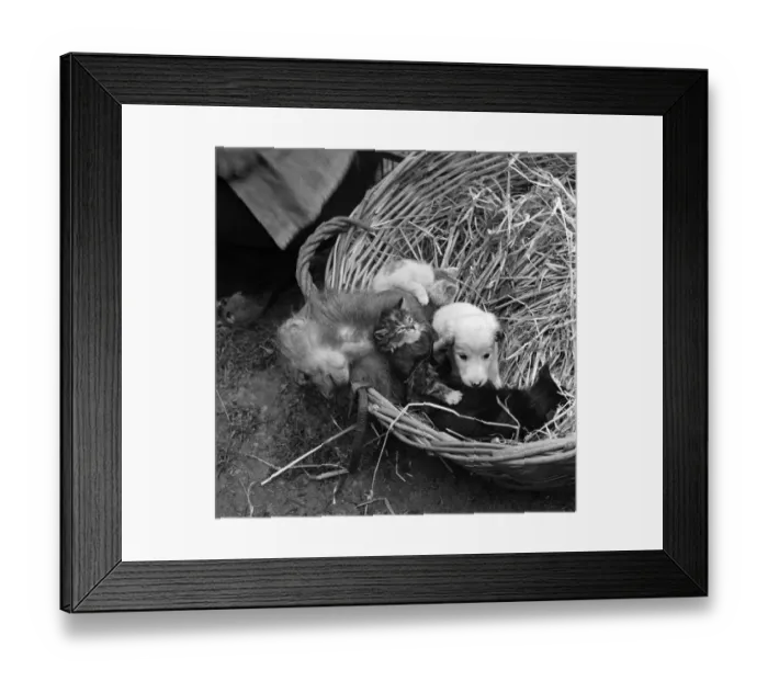 Framed Print : A puppy with a porcupine in the garden of a pet store. May 1950 O24321 Framed Print : A puppy with a porcupine in the garden of a pet store. May 1950 O24321