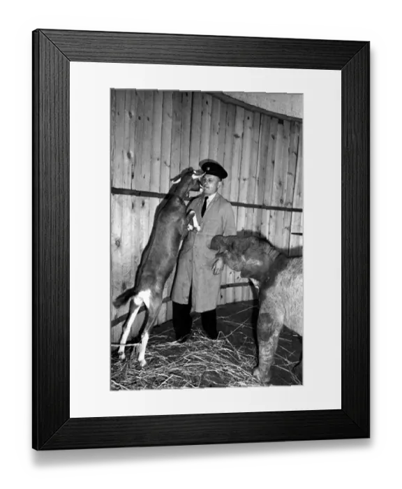 Framed Print : Whipsnade Zoo. Valli the elephant with her goat companion Ethel and the zoo keeper