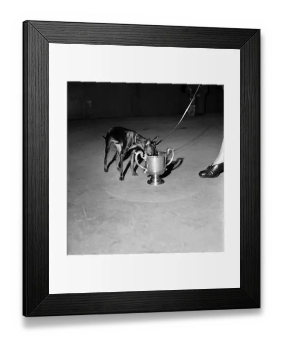 Framed Print : Croydon Dog show at Olympia. Sanig Maning a Miniature Manchester terrier drinks from