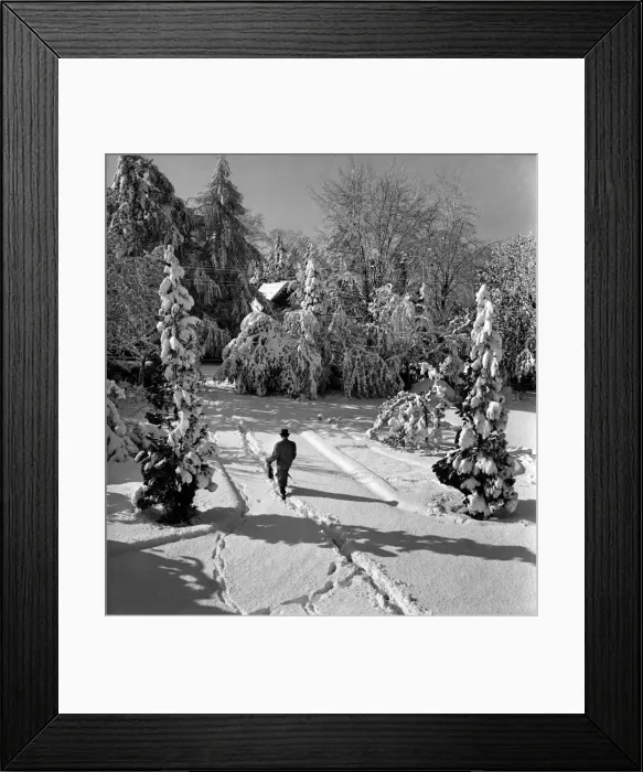 Framed Print : Snow covered trees in a tadworth field. April 1950 O23770-005 Framed Print : Snow covered trees in a tadworth field. April 1950 O23770-005
