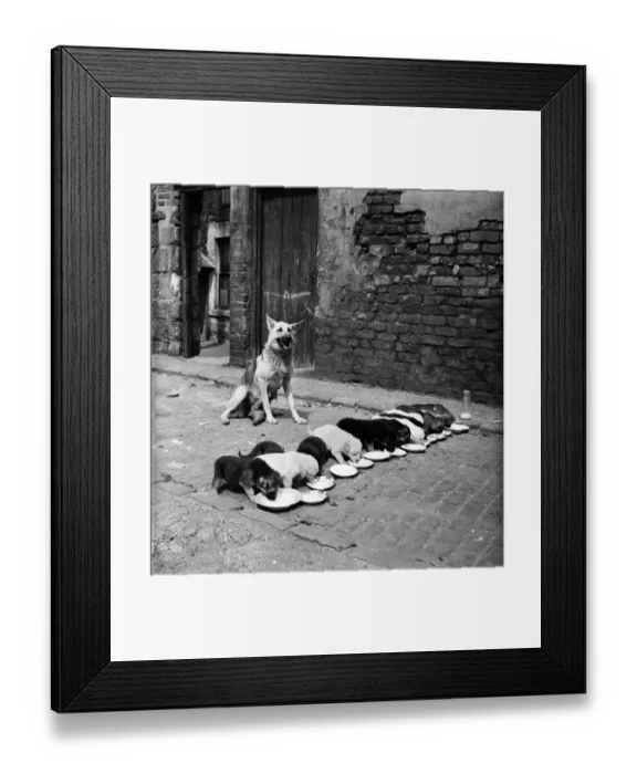 Framed Print : Alsatian Lassie with her litter of thirteen puppies all drinking from plates in