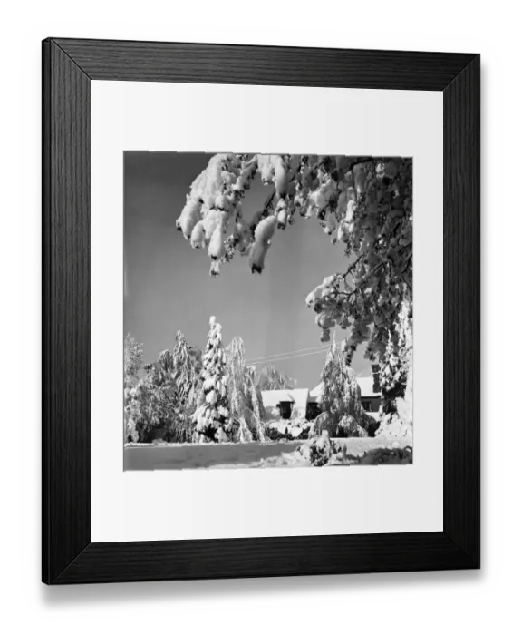 Framed Print : Snow an fruit trees in a Tadworth garden. April 1950 O23770-008