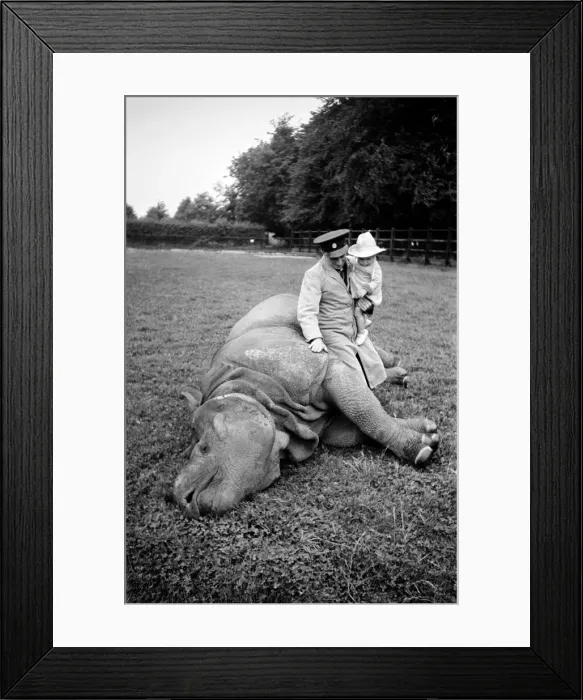 Framed Print : Whipsnade Zoo. Manon the rhino having a lie down, checked by zoo keeper Framed Print : Whipsnade Zoo. Manon the rhino having a lie down, checked by zoo keeper