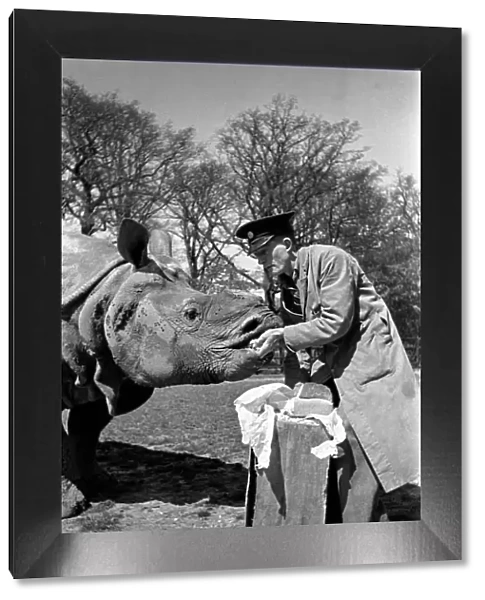 Mohan the rhino at London Zoo who eats a loaf of bread a day which is specialy baked for