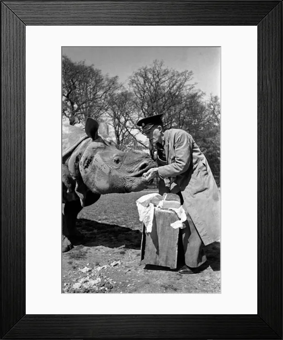 Framed Print : Mohan the rhino at London Zoo who eats a loaf of bread a day which is specialy baked for Framed Print : Mohan the rhino at London Zoo who eats a loaf of bread a day which is specialy baked for