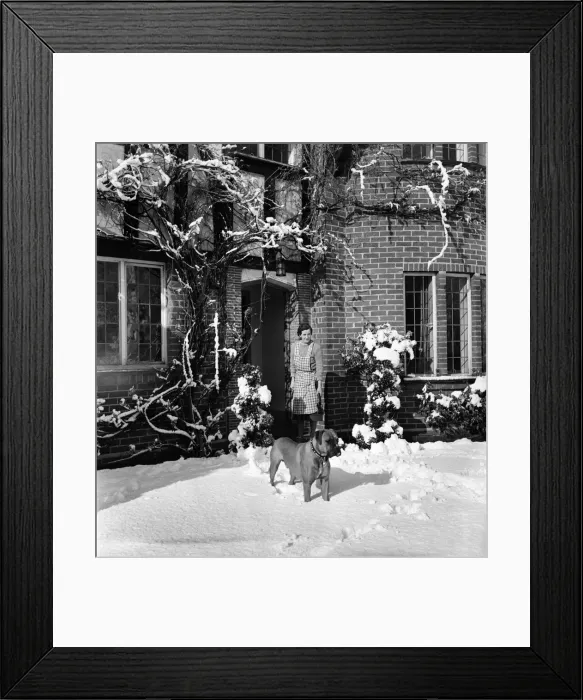 Framed Print : Snow on fruit trees in a Tadworth garden. April 1950 O23770 Framed Print : Snow on fruit trees in a Tadworth garden. April 1950 O23770