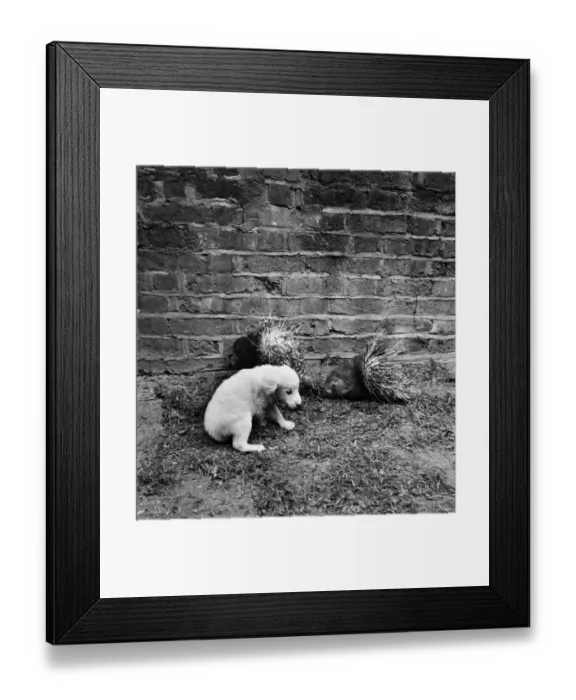 Framed Print : A puppy with a porcupine in the garden of a pet store. May 1950 O24321-004