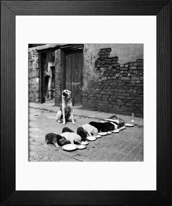 Framed Print : Alsatian Lassie with her litter of thirteen puppies all drinking from plates in