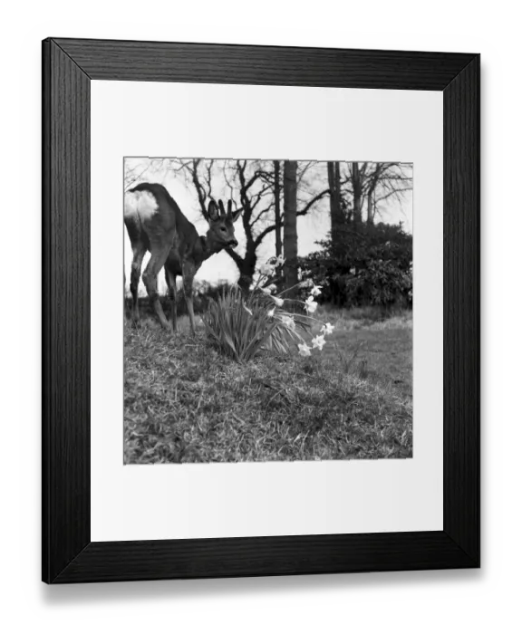 Framed Print : Bambi the deer adopted by birmingham FC. March 1953 D1411-001 Framed Print : Bambi the deer adopted by birmingham FC. March 1953 D1411-001