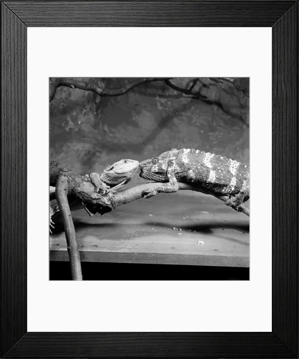 Framed Print : Zoo. Bearded Lizard and Chameleon. January 1953 D118-001