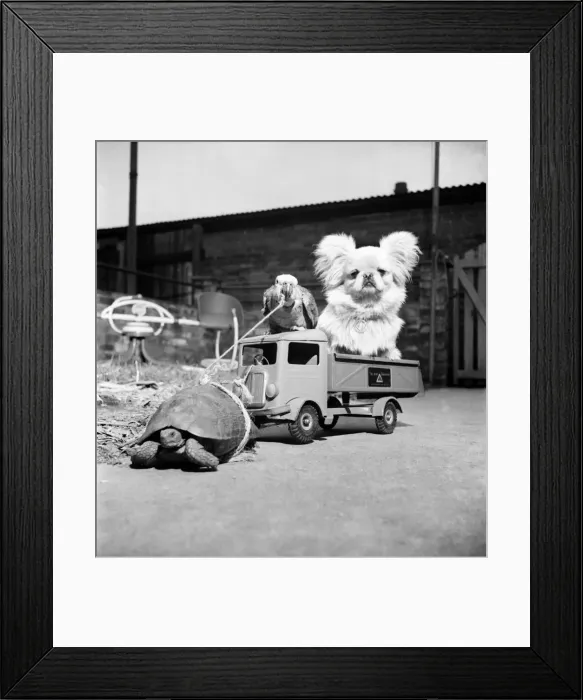 Framed Print : 37 year old Polly the Parrot seen here with snowy the pekinese dog. March 1953 D1383