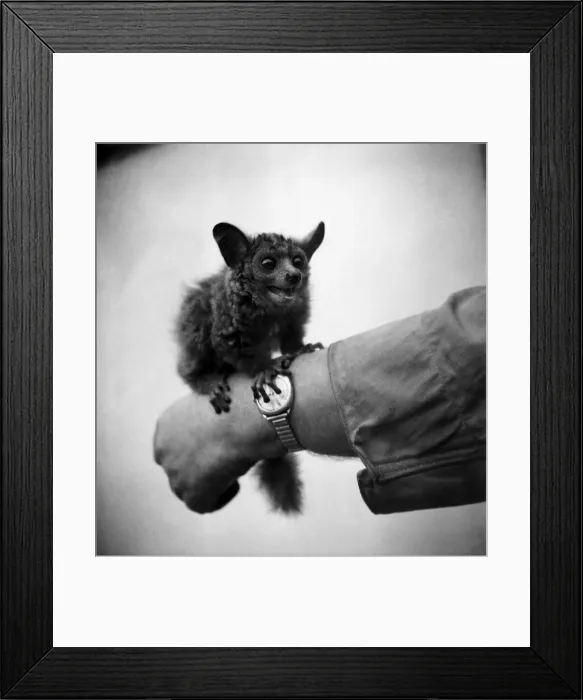 Framed Print : Bush Baby'from East Africa. Arpil 1953 D1956 Framed Print : Bush Baby'from East Africa. Arpil 1953 D1956