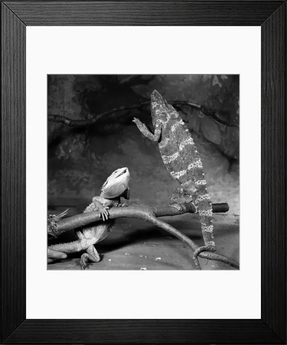 Framed Print : Zoo. Bearded Lizard and Chameleon. January 1953 D118 Framed Print : Zoo. Bearded Lizard and Chameleon. January 1953 D118