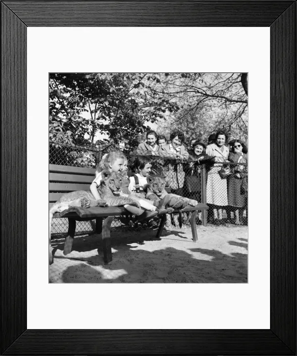 Framed Print : Child visitors to Berlin zoo can play with real live lions Framed Print : Child visitors to Berlin zoo can play with real live lions
