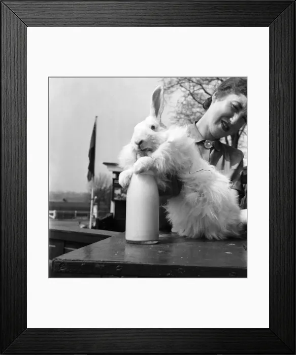 Framed Print : He saw a bottle of milk, went to investigate and found that the drips tasted good