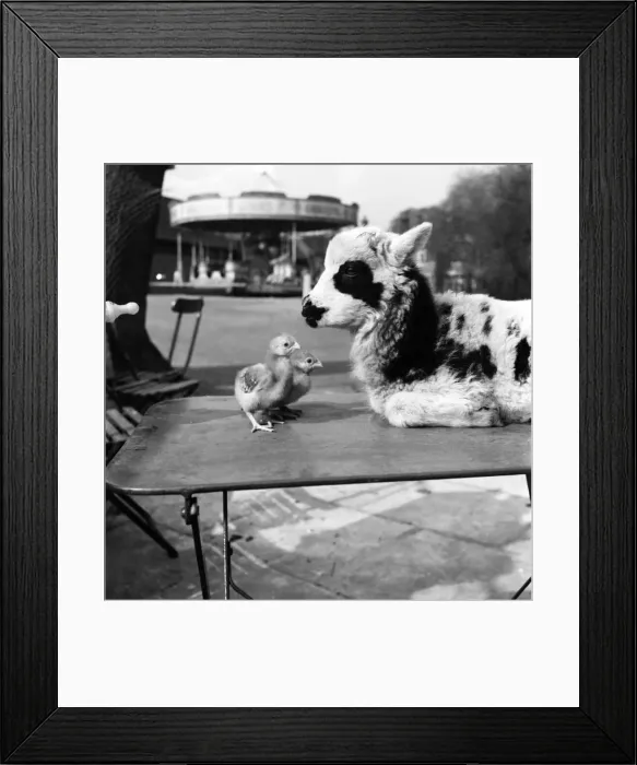 Framed Print : Lamb with cignets at Chessington Zoo. April 1953 D2157 Framed Print : Lamb with cignets at Chessington Zoo. April 1953 D2157