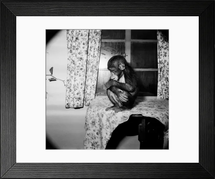 Framed Print : Chester Zoo. Dolourosa'the Chimp sitting on a table. January 1953 D346 Framed Print : Chester Zoo. Dolourosa'the Chimp sitting on a table. January 1953 D346
