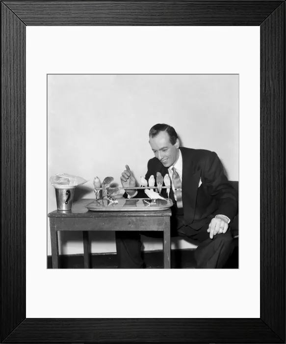 Framed Print : Jack Kodell with abating budgerigars, sitting on their perch. January 1953 D515 Framed Print : Jack Kodell with abating budgerigars, sitting on their perch. January 1953 D515