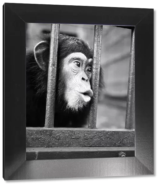 Buttons the Chimp taking his Medicine. January 1953 D562