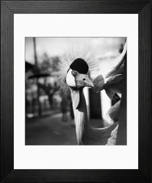 Framed Print : Secretary Brids at London Zoo. April 1953 D2226-001 Framed Print : Secretary Brids at London Zoo. April 1953 D2226-001