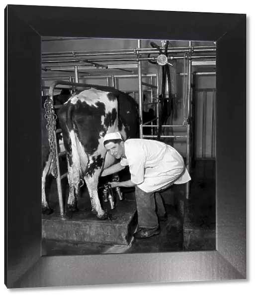 Herdsman David Worsley seen here in the milking parlour milking a cow. April 1953 D2109