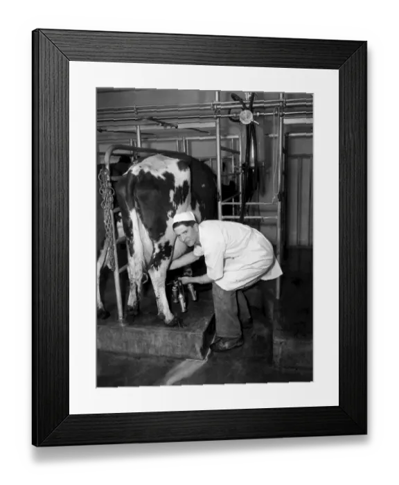 Framed Print : Herdsman David Worsley seen here in the milking parlour milking a cow. April 1953 D2109