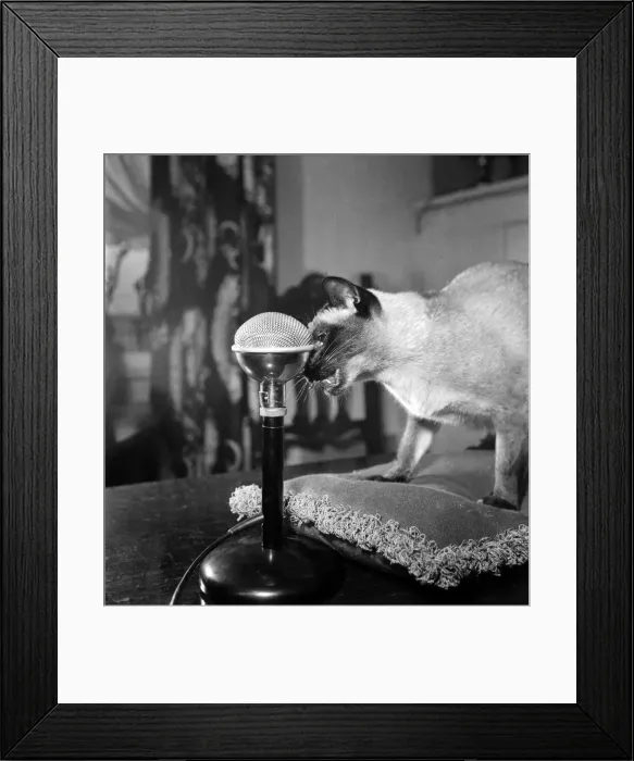 Framed Print : Author Billy Thatcher and Shelagh Fraser with T. V. Siamese Cat Tai-Lu Framed Print : Author Billy Thatcher and Shelagh Fraser with T. V. Siamese Cat Tai-Lu