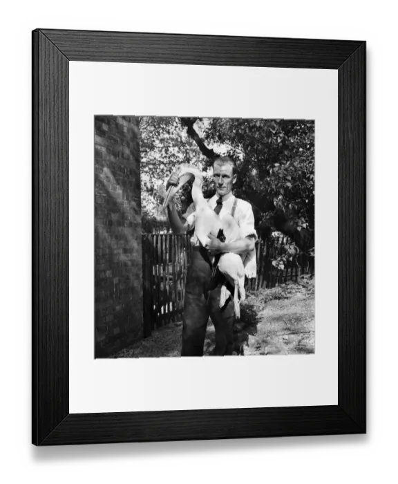 Framed Print : Four Pelicans, a gift from the govenor of Louisiana arrived recently at St