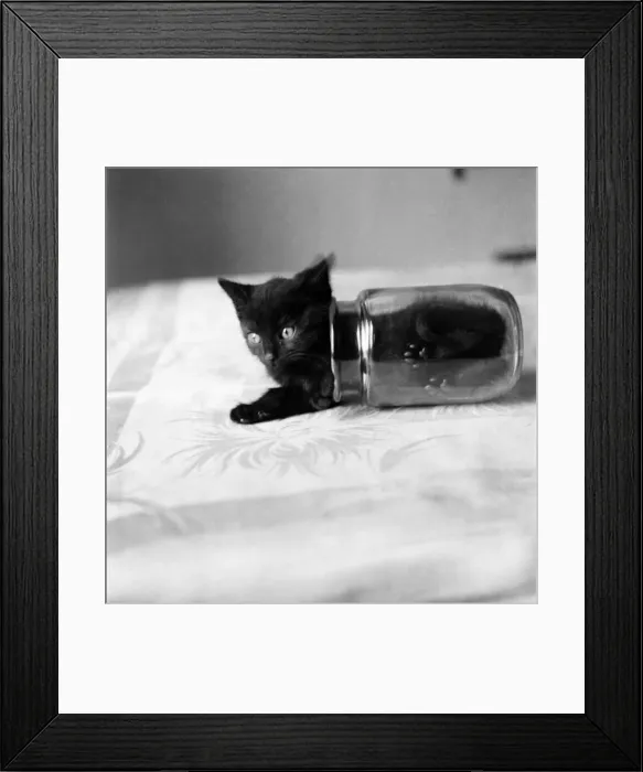 Framed Print : Bugsy the Kitten playing with Jam jar. July 1953 D3499-002 Framed Print : Bugsy the Kitten playing with Jam jar. July 1953 D3499-002