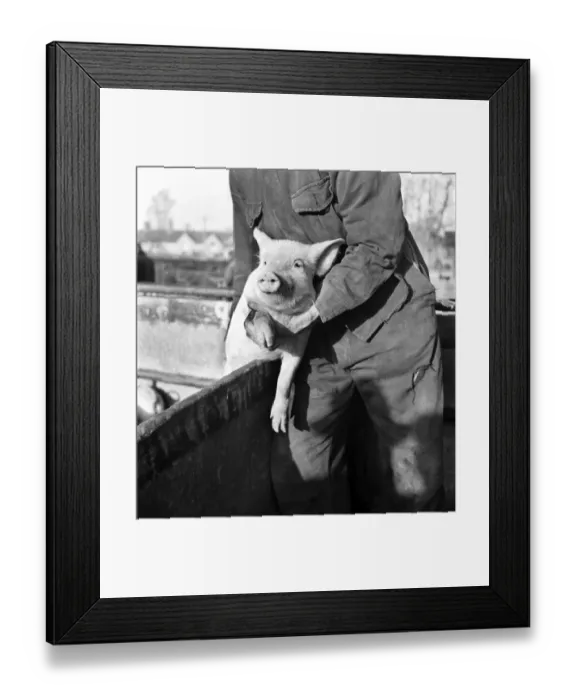 Framed Print : Large White'Pig. Farrington Gurney, Somerset. livestock sale. D255 Framed Print : Large White'Pig. Farrington Gurney, Somerset. livestock sale. D255