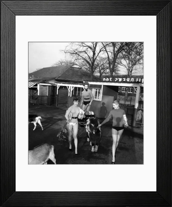 Framed Print : Film starlets at the Zoo. Sylvia Russell, Jean Marsh Lillanor Knudsen. December 1952 D37