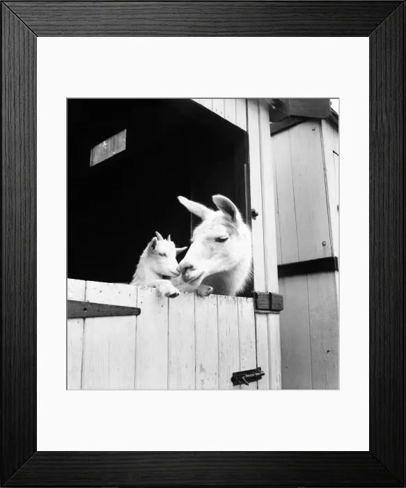 Framed Print : Llama and baby goat at Chessington Zoo. June 1953 D3283