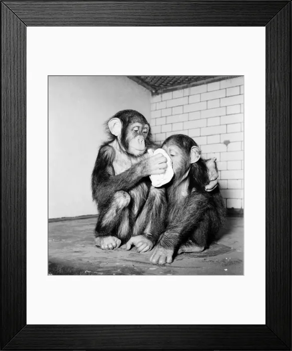 Framed Print : Animals Humour. Chimpanzees tea party is cancelled as the monkeys all hance colds