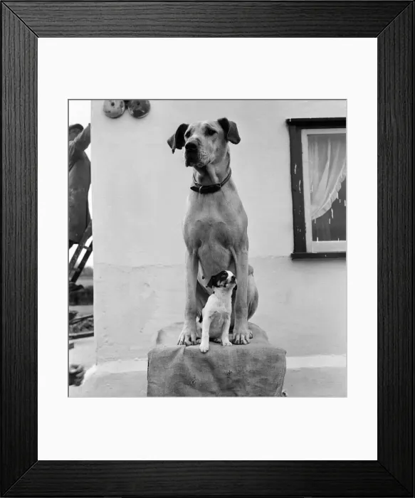 Framed Print : Great Dane and puppy. D2638. 1953 Framed Print : Great Dane and puppy. D2638. 1953