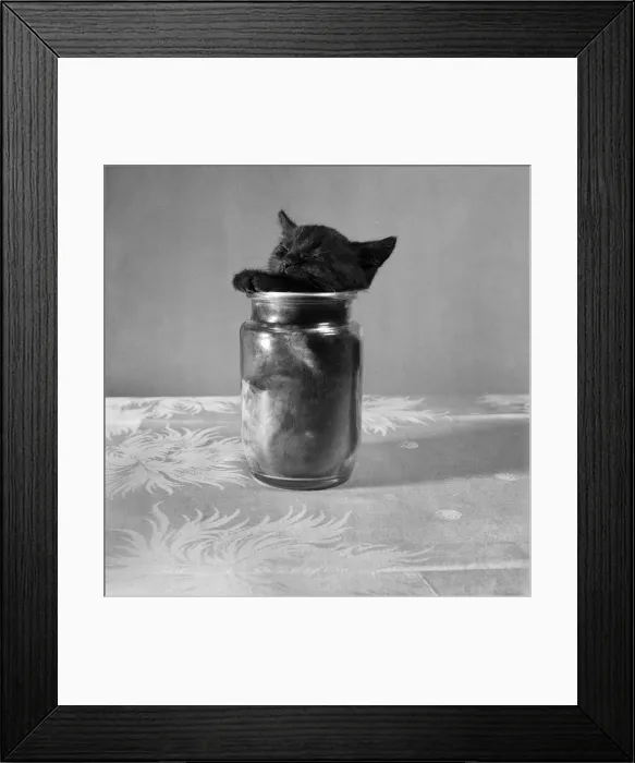 Framed Print : Bugsy the Kitten playing with a Jam jar. July 1953 D3499 Framed Print : Bugsy the Kitten playing with a Jam jar. July 1953 D3499