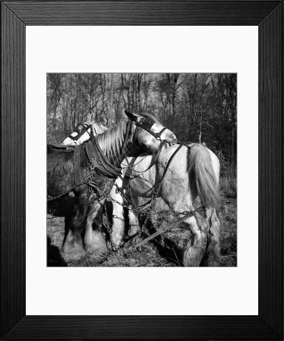 Framed Print : Two Forestry Commisson Ponies take a break from hauling logs. January 1949 O11276 Framed Print : Two Forestry Commisson Ponies take a break from hauling logs. January 1949 O11276
