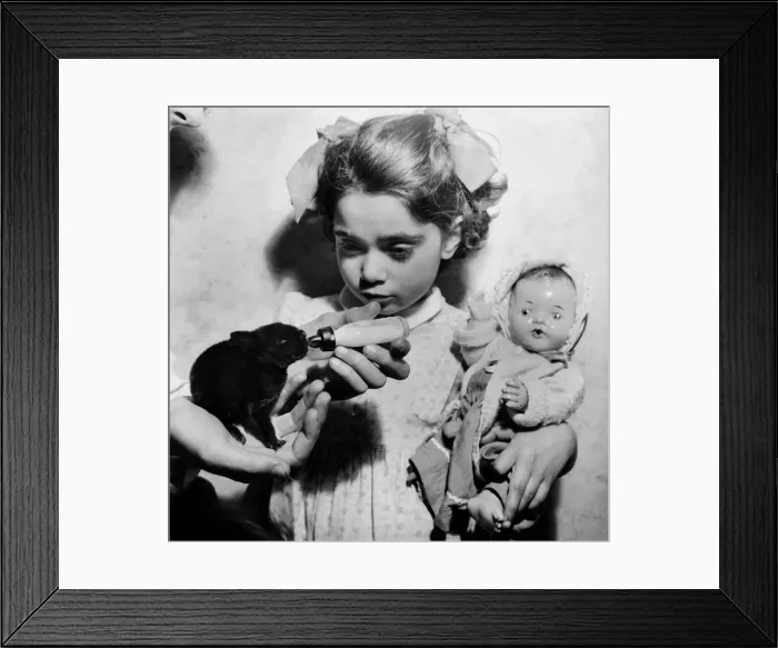 Framed Print : Harvey'an eight day old Buck rabbit deserted by his mother for being Framed Print : Harvey'an eight day old Buck rabbit deserted by his mother for being