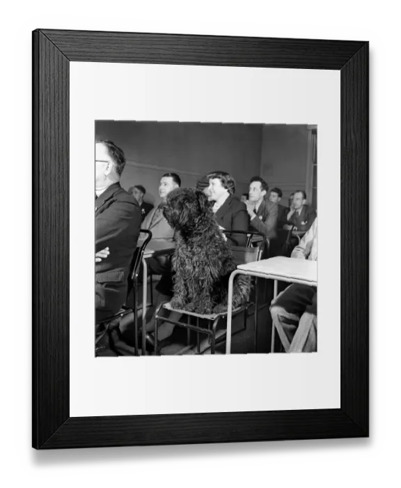 Framed Print : Vicky, a 3 year old Kerry Blue dog patiently attends the lecture at the Coal Utillsation Framed Print : Vicky, a 3 year old Kerry Blue dog patiently attends the lecture at the Coal Utillsation