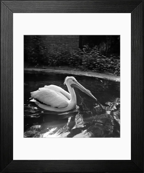 Framed Print : Four Pelicans, a gift from the govenor of Louisiana arrived recently at St