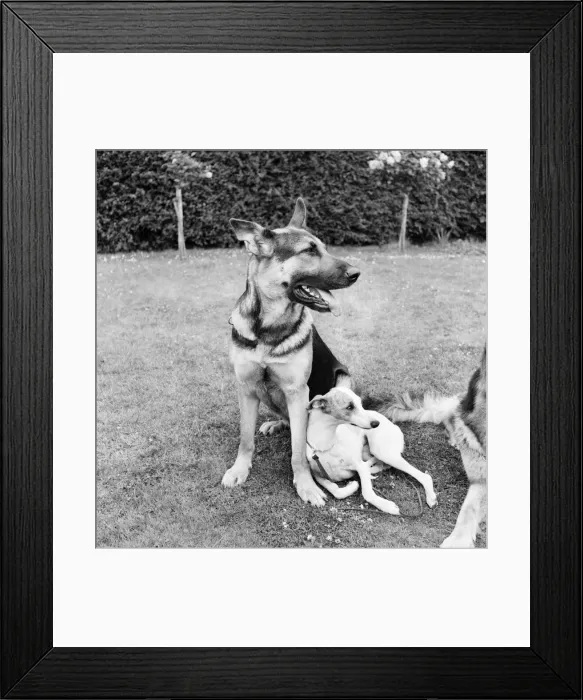 Framed Print : Animals. Dogs going through obedience tests at Tunbridge Wells. July 1953 D3416-001