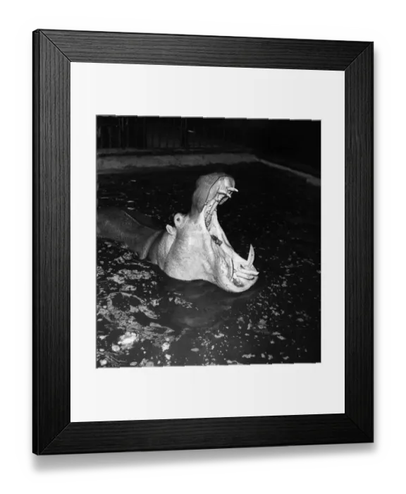 Framed Print : A Hippo seen here at London Zoo. April 1954 D3352 Framed Print : A Hippo seen here at London Zoo. April 1954 D3352