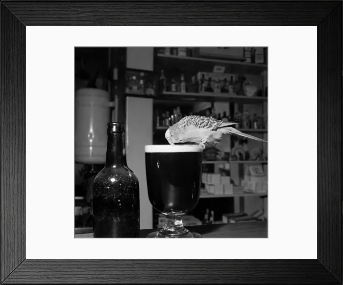 Framed Print : Peter Pumpkin having his stout. February 1953 D869 Framed Print : Peter Pumpkin having his stout. February 1953 D869