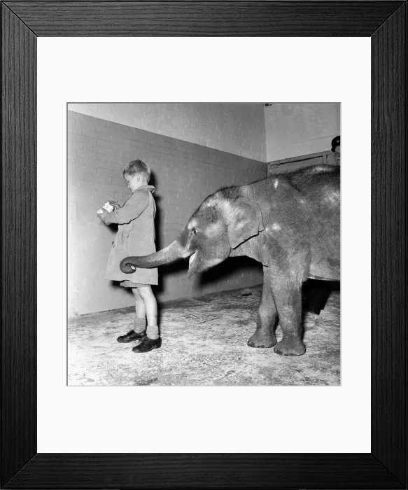 Framed Print : Animals Humour. Elephant takes apple from boys pocket. June 1953 D3170