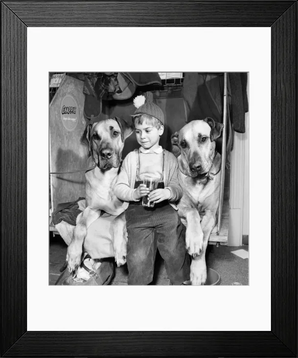 Framed Print : Great Danes Congregated together in the Nine Elms, London Framed Print : Great Danes Congregated together in the Nine Elms, London